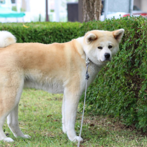 ようこそ、秋田犬 さくら と ふく のブログへ
